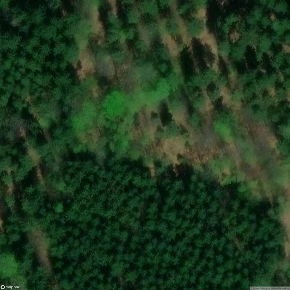 Little W Odarz [POL] #11437