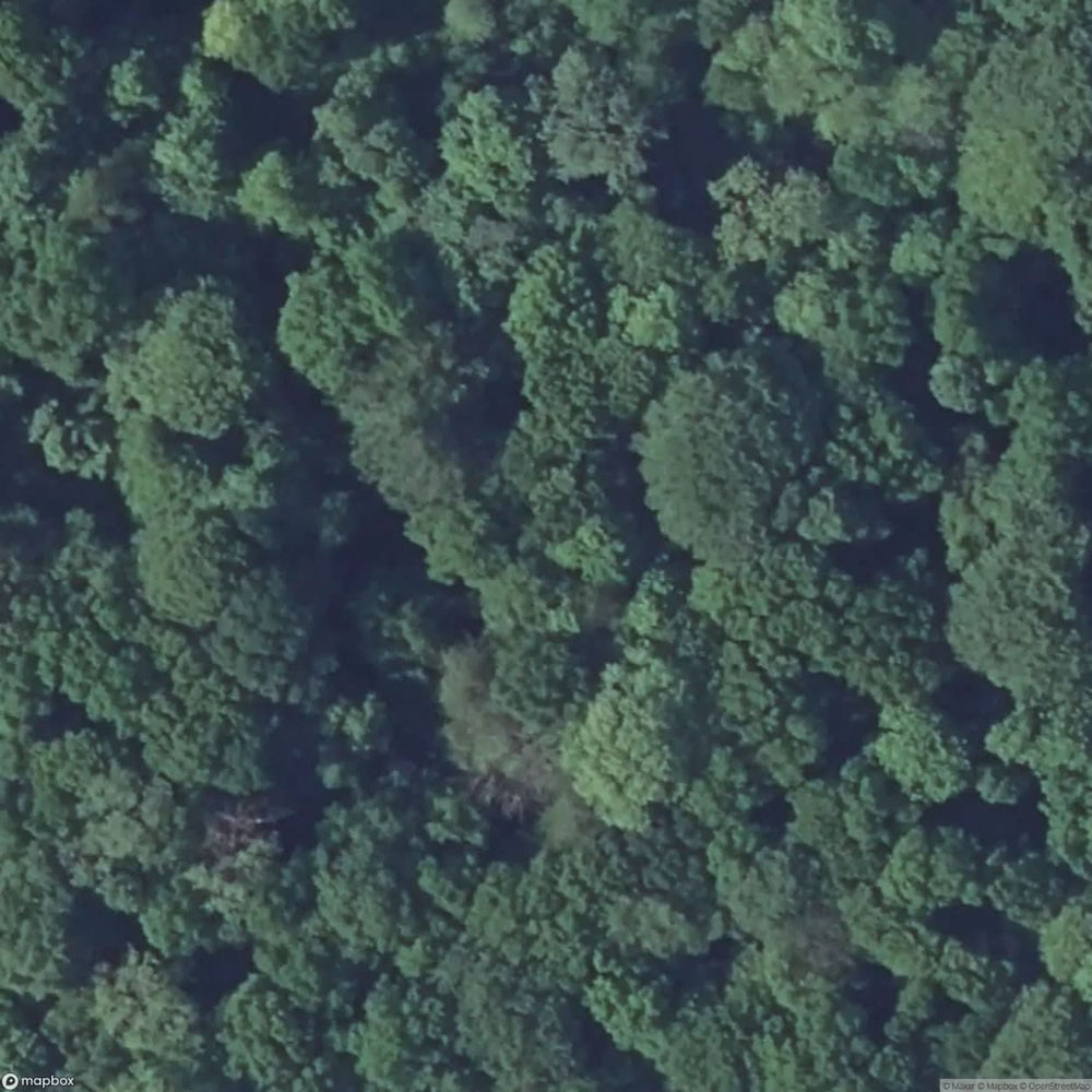 Tappe Forest [FRA] #15557