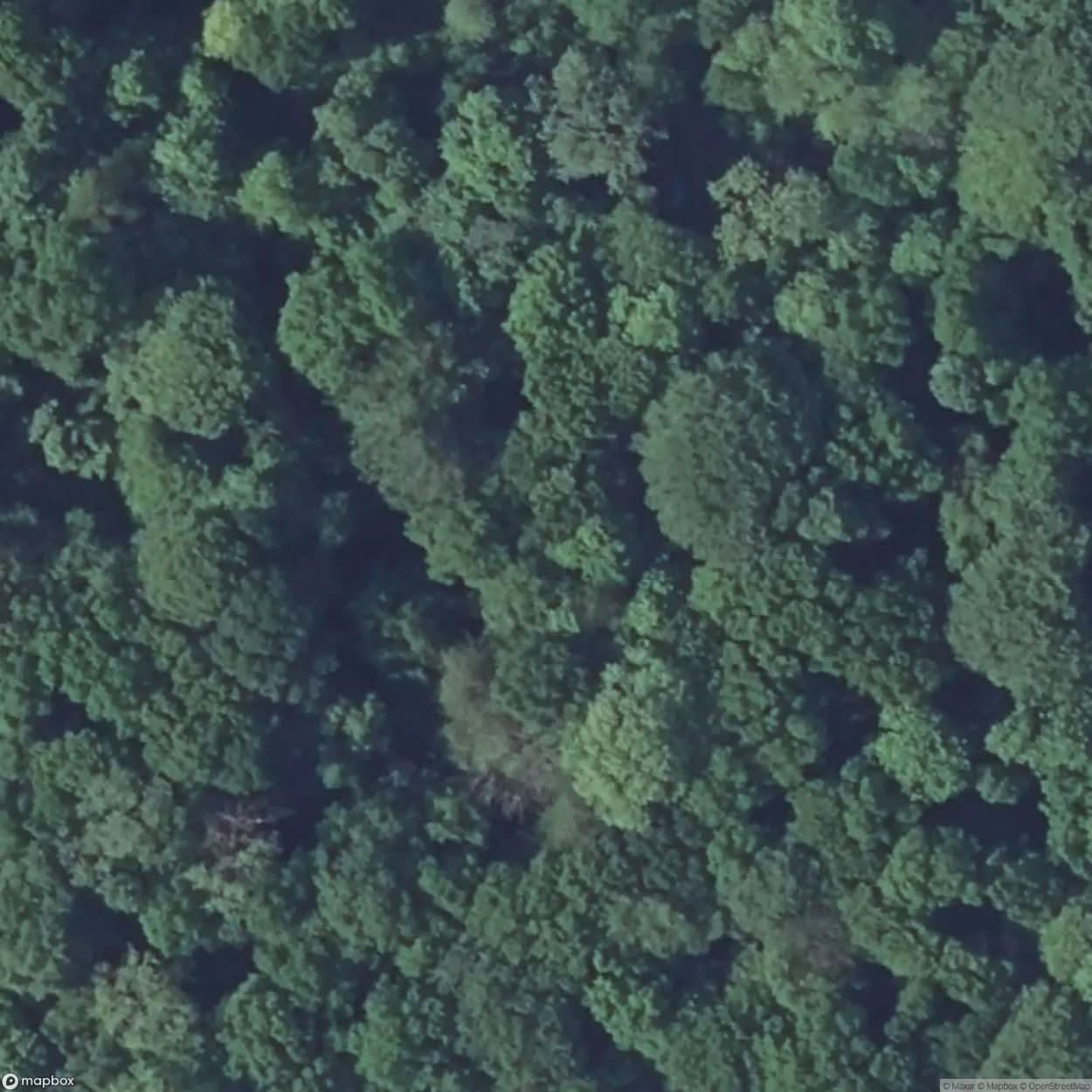 Tappe Forest [FRA] #15557