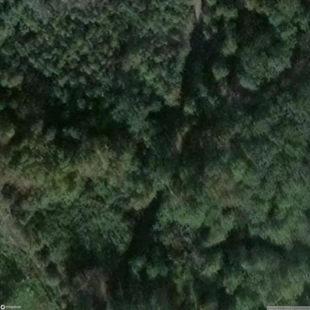 Sacred Oak Natural Monument [DEU] #11820